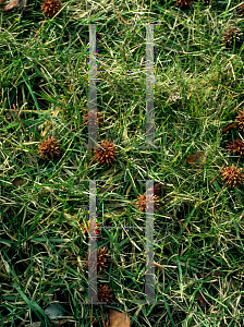 Picture of Liquidambar styraciflua 