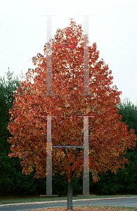 Picture of Liquidambar styraciflua 