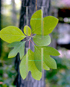 Picture of Sassafras albidum 