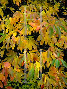 Picture of Sassafras albidum 