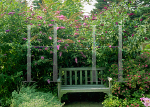 Picture of Buddleia davidii 