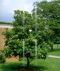 Picture of Magnolia grandiflora 