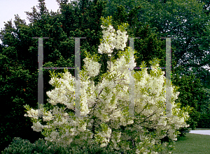 Picture of Chionanthus virginicus 