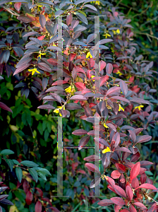 Picture of Forsythia x intermedia 