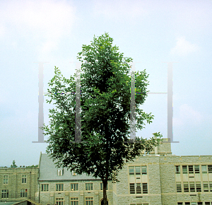 Picture of Fraxinus pennsylvanica 