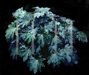 Picture of Fatsia japonica 