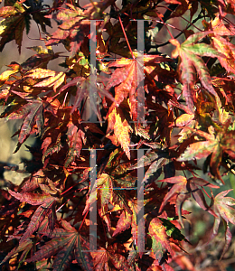 Picture of Acer palmatum (Matsumurae Group) 'Abigail Rose'