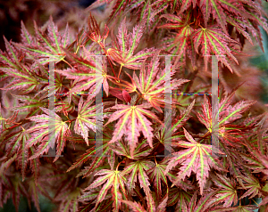 Picture of Acer palmatum (Matsumurae Group) 'Abigail Rose'