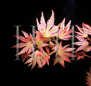 Picture of Acer palmatum (Matsumurae Group) 'Abigail Rose'