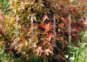 Picture of Acer palmatum (Matsumurae Group) 'Abigail Rose'