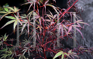 Picture of Acer palmatum(Linearilobum Group) 'Enkan (Aekin les)'