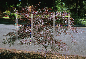 Picture of Acer palmatum(Linearilobum Group) 'Enkan (Aekin les)'