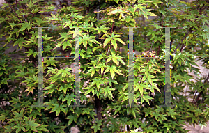 Picture of Acer palmatum 'Aka kawa hime'