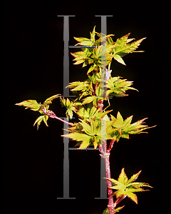 Picture of Acer palmatum 'Aka kawa hime'