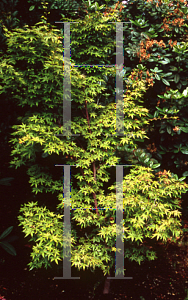 Picture of Acer palmatum 'Aka kawa hime'