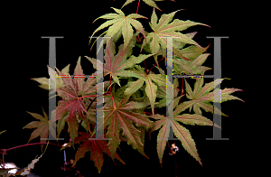 Picture of Acer palmatum 'Beni shigitatsu sawa (Aka shigitatsu sawa)'