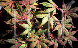 Picture of Acer palmatum 'Beni shigitatsu sawa (Aka shigitatsu sawa)'