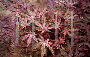 Picture of Acer palmatum 'Beni shigitatsu sawa (Aka shigitatsu sawa)'