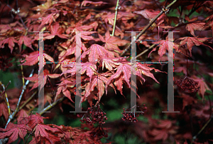 Picture of Acer palmatum 'Beni shigitatsu sawa (Aka shigitatsu sawa)'