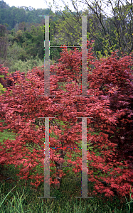 Picture of Acer palmatum 'Beni shigitatsu sawa (Aka shigitatsu sawa)'