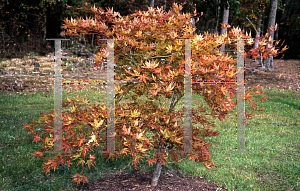 Picture of Acer palmatum 'Beni shigitatsu sawa (Aka shigitatsu sawa)'