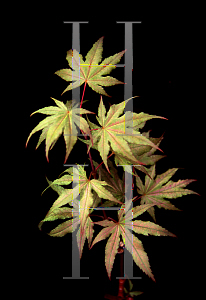 Picture of Acer palmatum 'Beni shigitatsu sawa (Aka shigitatsu sawa)'