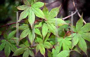 Picture of Acer palmatum (Matsumurae Group) 'Ake garasu'