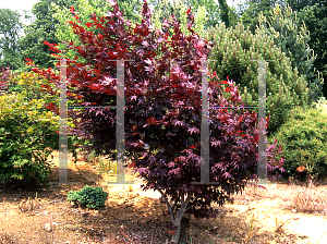 Picture of Acer palmatum 'Akaha nishiki'