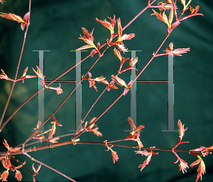 Picture of Acer palmatum 'Akaji nishiki' (Bonfire)