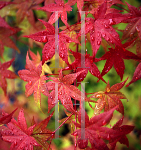 Picture of Acer palmatum 'Akaji nishiki (Bonfire)'