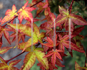 Picture of Acer palmatum 'Akaji nishiki (Bonfire)'