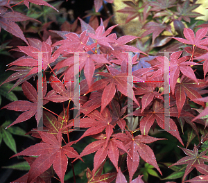 Picture of Acer palmatum (Matsumurae Group) 'Ake garasu'