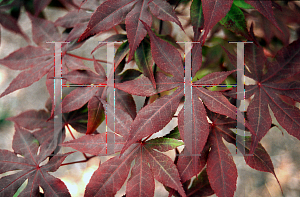 Picture of Acer palmatum (Matsumurae Group) 'Ake garasu'