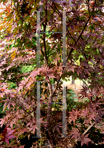 Picture of Acer palmatum (Matsumurae Group) 'Ake garasu'