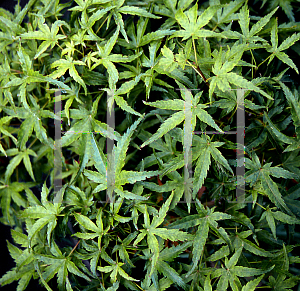 Picture of Acer palmatum 'Akita yatsubusa'