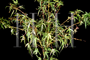Picture of Acer palmatum 'Akita yatsubusa'