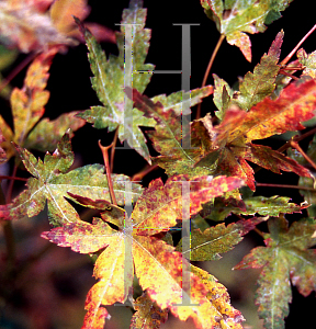 Picture of Acer palmatum 'Alpenweiss (Higasayama Broom)'