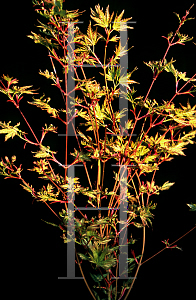 Picture of Acer palmatum 'Alpenweiss (Higasayama Broom)'