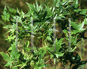 Picture of Acer palmatum 'Alpenweiss (Higasayama Broom)'