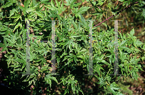 Picture of Acer palmatum 'Alpenweiss (Higasayama Broom)'