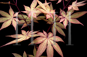 Picture of Acer palmatum (Matsumurae Group) 'Amber Ghost'