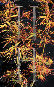 Picture of Acer palmatum(Linearilobum Group) 'Shime no uchi (Ao shime no uchi)'