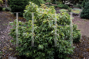 Picture of Acer palmatum 'Aoba jo'