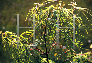 Picture of Acer palmatum(Linearilobum Group) 'Shinobuga oka (Aome-no-uchi)'