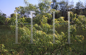 Picture of Acer palmatum(Linearilobum Group) 'Shinobuga oka (Aome-no-uchi)'