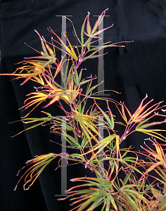 Picture of Acer palmatum(Linearilobum Group) 'Shinobuga oka (Aome-no-uchi)'