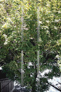 Picture of Acer palmatum (Matsumurae Group) 'Ao kanzashi'