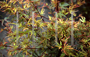 Picture of Acer palmatum (Matsumurae Group) 'Ao kanzashi'