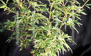 Picture of Acer palmatum (Matsumurae Group) 'Ao kanzashi'