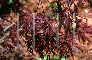 Picture of Acer palmatum (Dissectum Group) 'Ao nishiki'